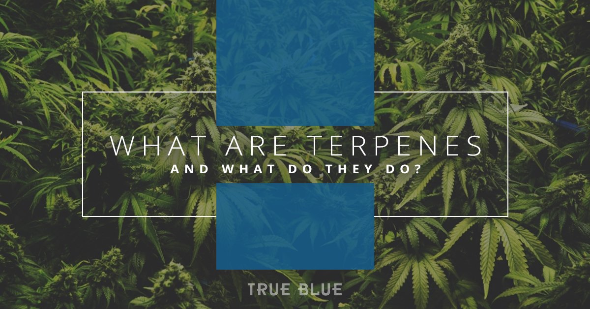 True Blue Terpenes "Blue Dream" Strain Liquid Review | California Weed Blog